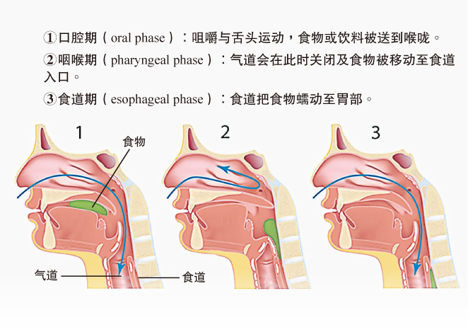 吞咽过程
