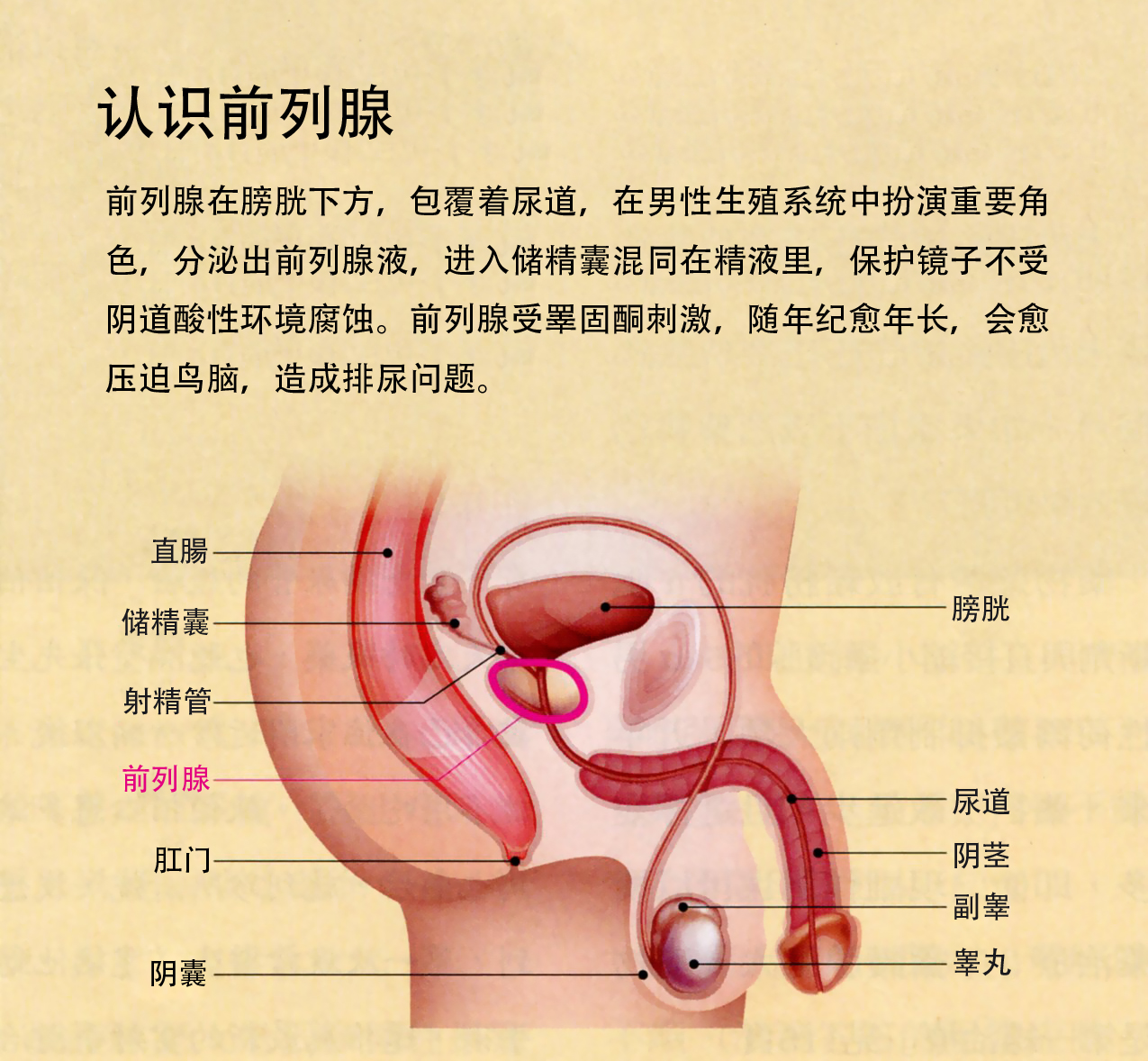 前列腺肿大2